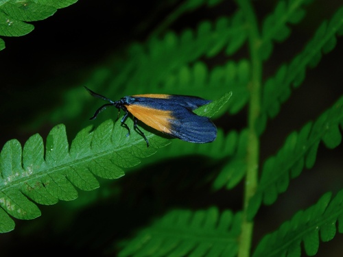 Orange-patched Smoky Moth
