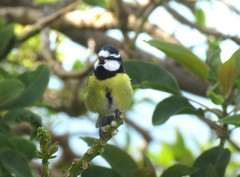 Cyanistes teneriffae