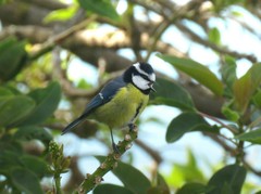 Cyanistes teneriffae