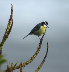 Cyanistes teneriffae