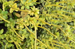 Peperomia ilaloensis