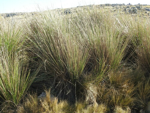 Poa stuckertii