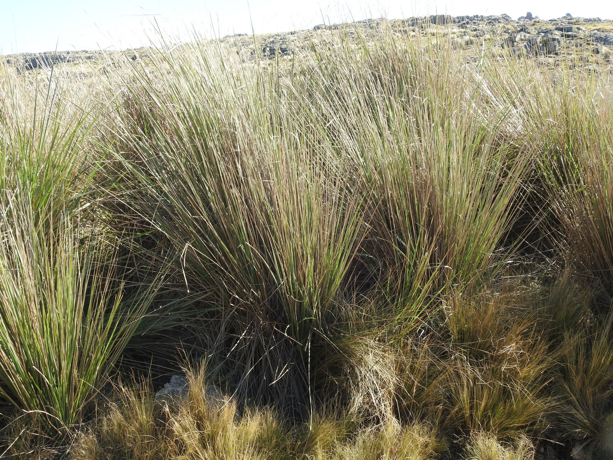 Poa stuckertii