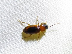 Stenolophus dissimilis