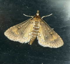 Niphograpta albiguttalis