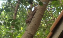 Sciurus aestuans ingrami