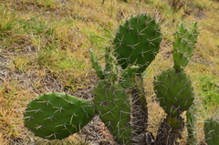 Opuntia
