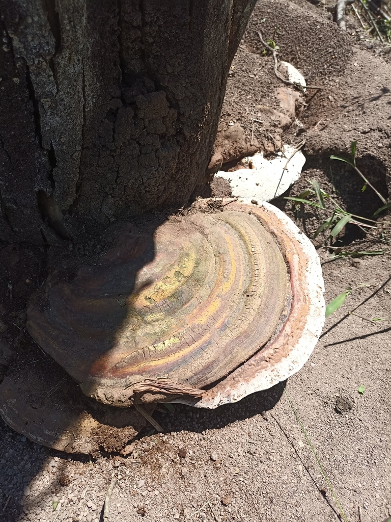 Ganoderma australe · May 2024 · photo: © pompeya1 (iNaturalist, cc-by)