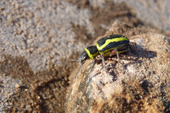 Naupactus sulphurifer