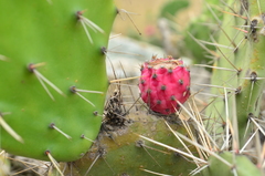 Opuntia