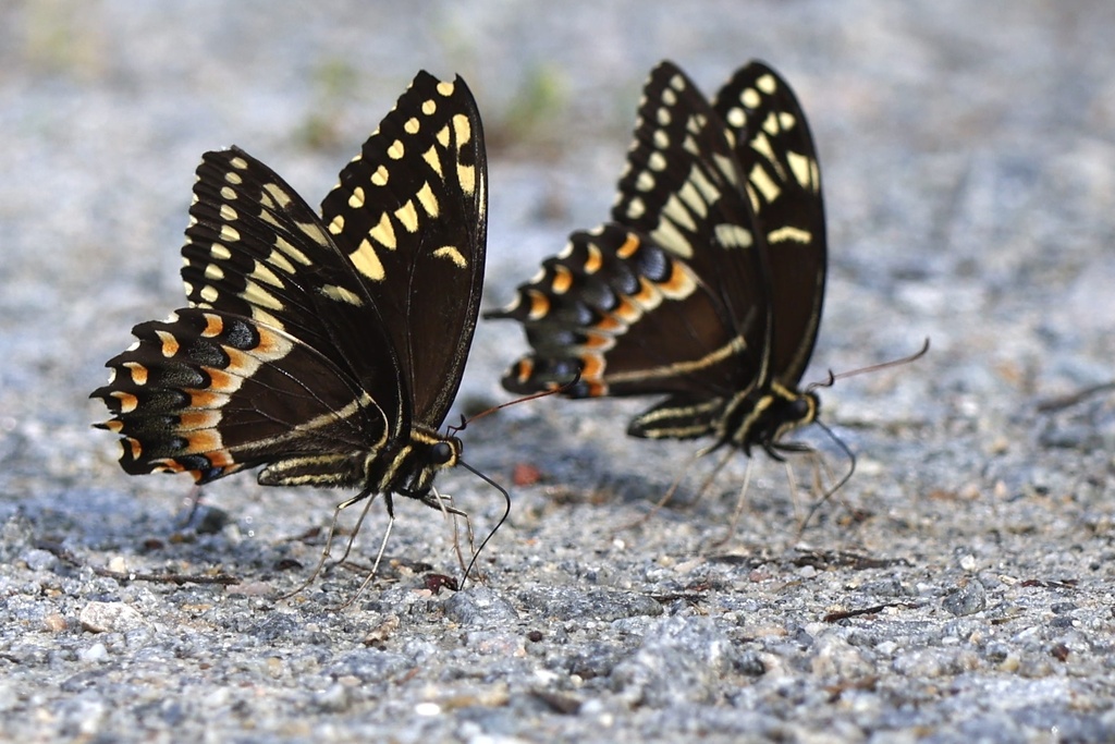 Palamedes Swallowtail