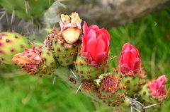 Opuntia