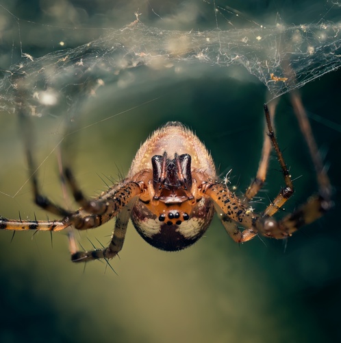 Hammock spider photo 5