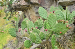 Opuntia