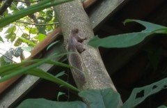 Sciurus aestuans ingrami