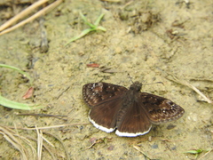 Erynnis tristis tatius
