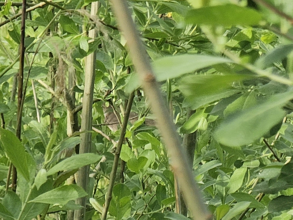 Western Garden Warbler