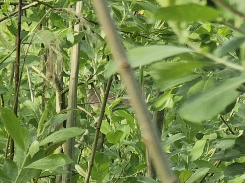 Western Garden Warbler