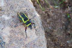Naupactus sulphurifer
