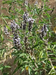 Otholobium pubescens