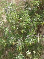 Otholobium pubescens