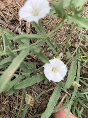 Convolvulus equitans