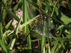 Celithemis ornata