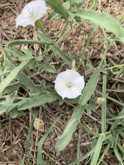 Convolvulus equitans