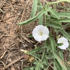 Convolvulus equitans