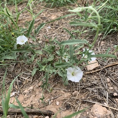 Convolvulus equitans