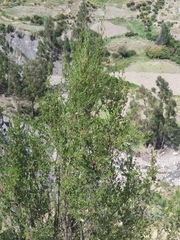 Kageneckia lanceolata