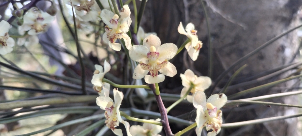 Trichocentrum stramineum; photograph (c) Tereso Hernández Morales, some rights reserved (CC BY)