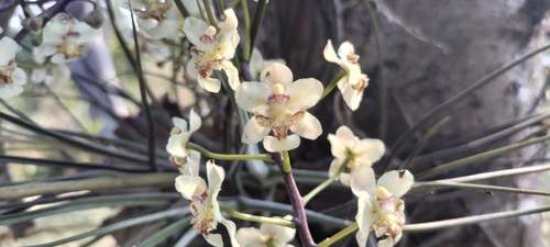 Trichocentrum stramineum