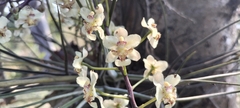 Trichocentrum stramineum