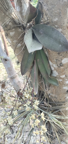 Trichocentrum stramineum, photograph 1