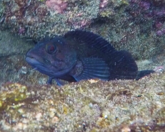 Largemouth Blenny