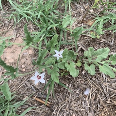 Convolvulus equitans