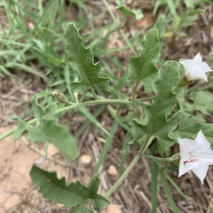 Convolvulus equitans
