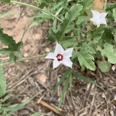 Convolvulus equitans