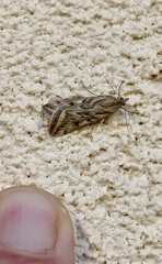 Loxostege cereralis