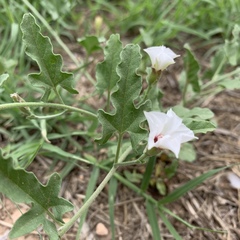 Convolvulus equitans