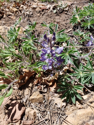 Sand Lupine (Lupinus ammophilus)