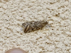 Loxostege cereralis