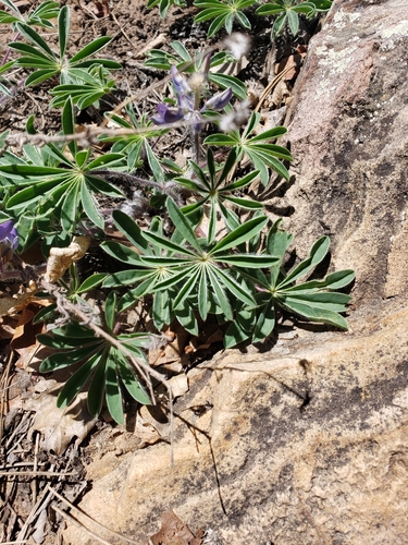 Lupinus ammophilus, photograph 5