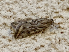 Loxostege cereralis
