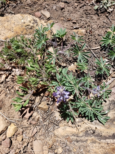 Image of Lupinus ammophilus by (c) Ashton Bieri, some rights reserved (CC BY-SA)