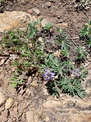 Lupinus ammophilus, photograph (c) Ash Bieri, some rights reserved (CC BY-SA)