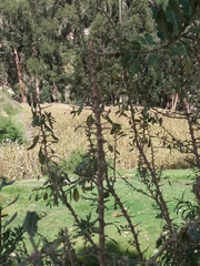 Dunalia brachyacantha