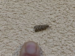 Loxostege cereralis