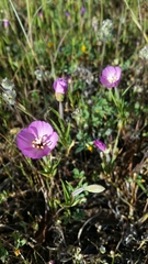 Clarkia gracilis gracilis